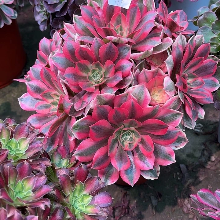 多肉植物女妖00948