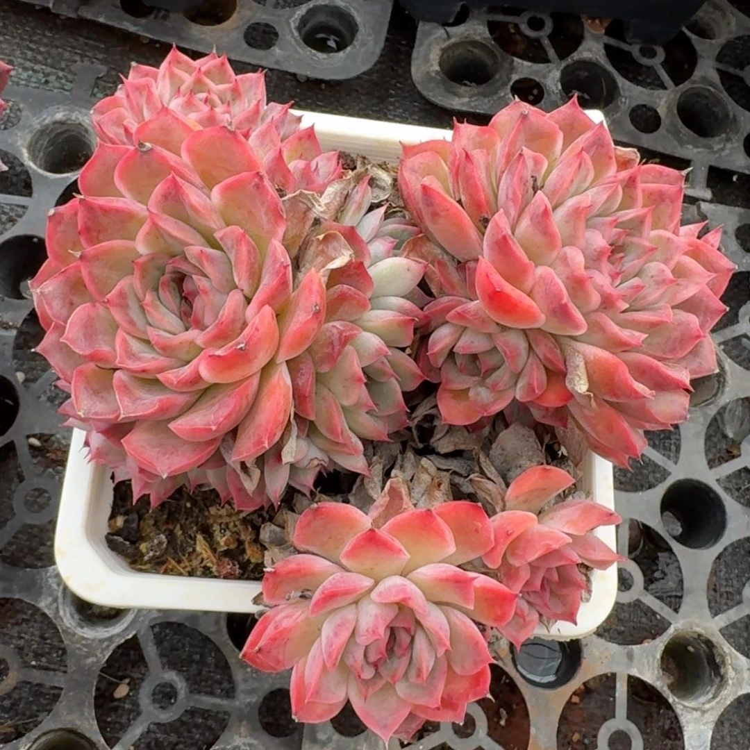 9305新年快乐发发发