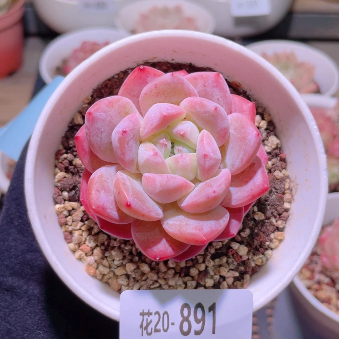 花利美20-891青提
