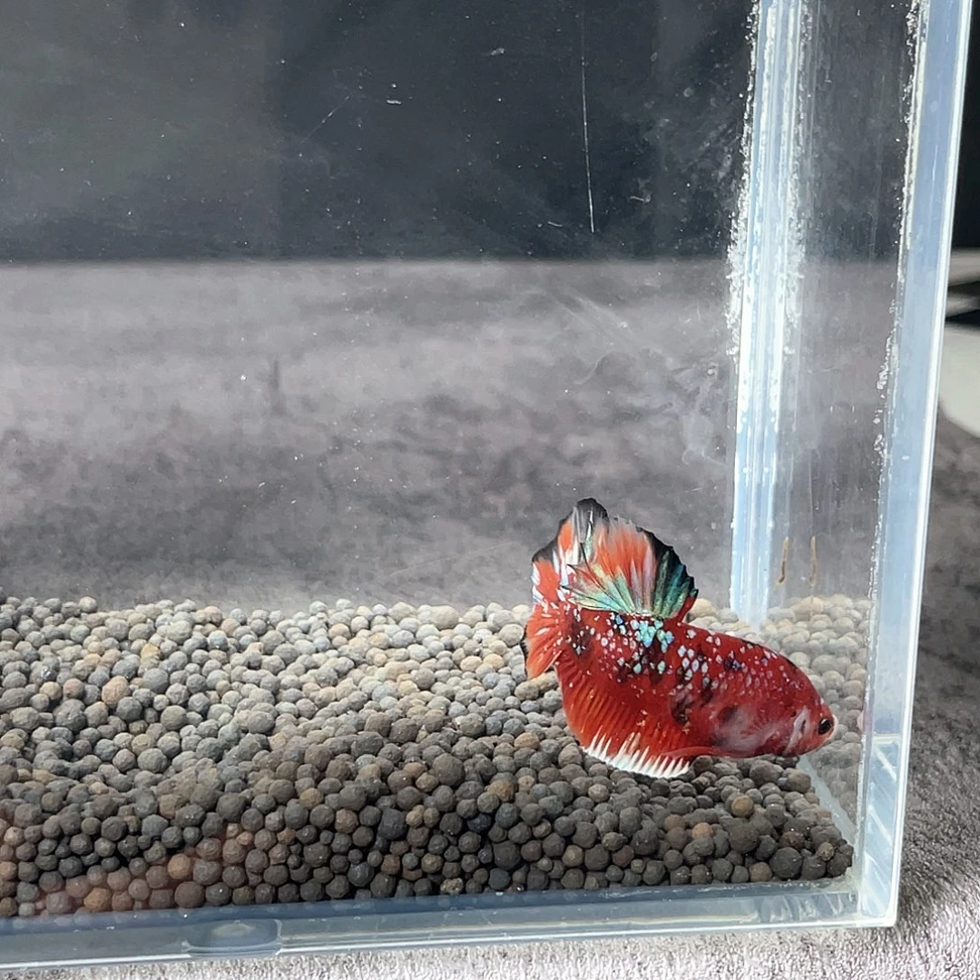斗鱼不包邮，首单补10运3