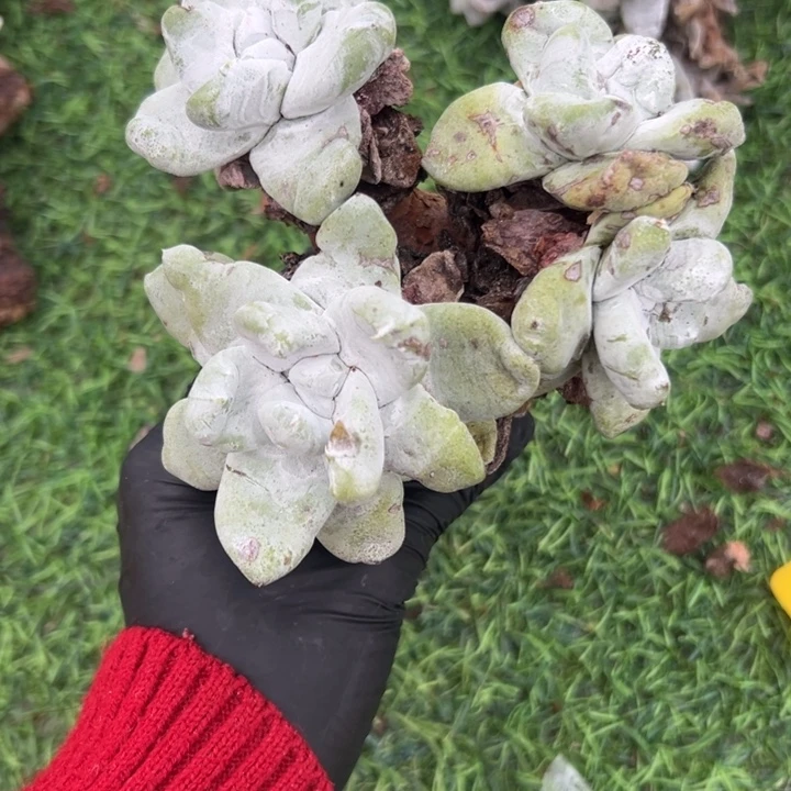 青***染谢谢姐姐～一物一拍0847