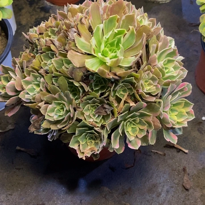 女妖多肉断头不包0806