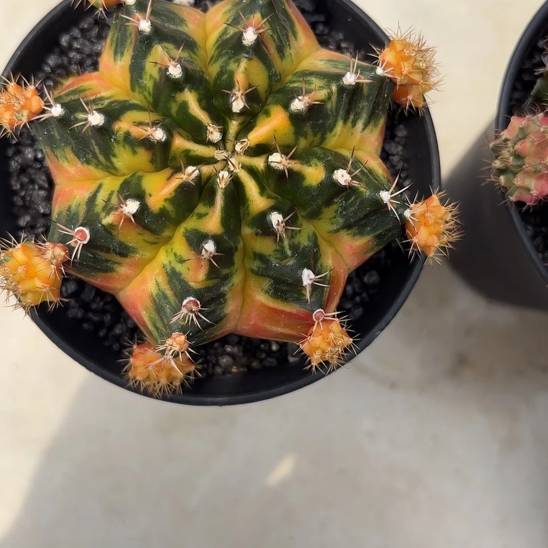 132-0610泰国发货多肉