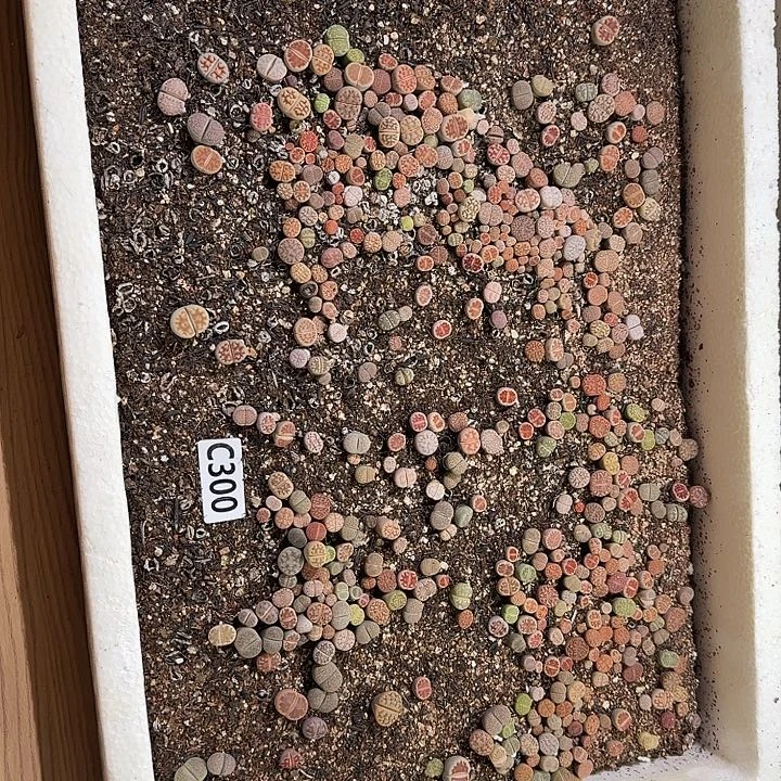 生300石花整框脱土发货不售后