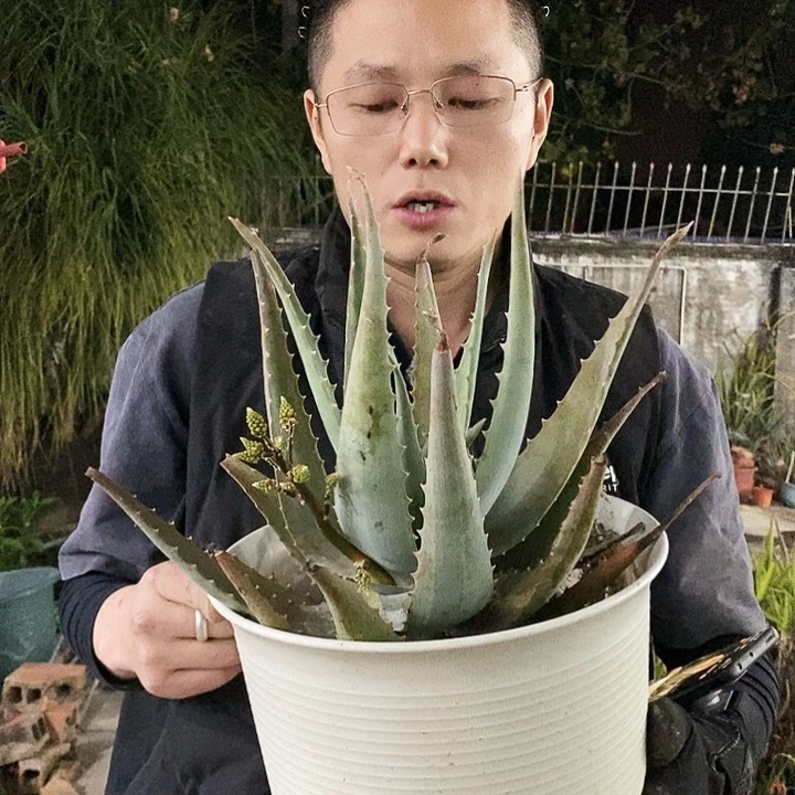 菊花芦荟冠幅30公分