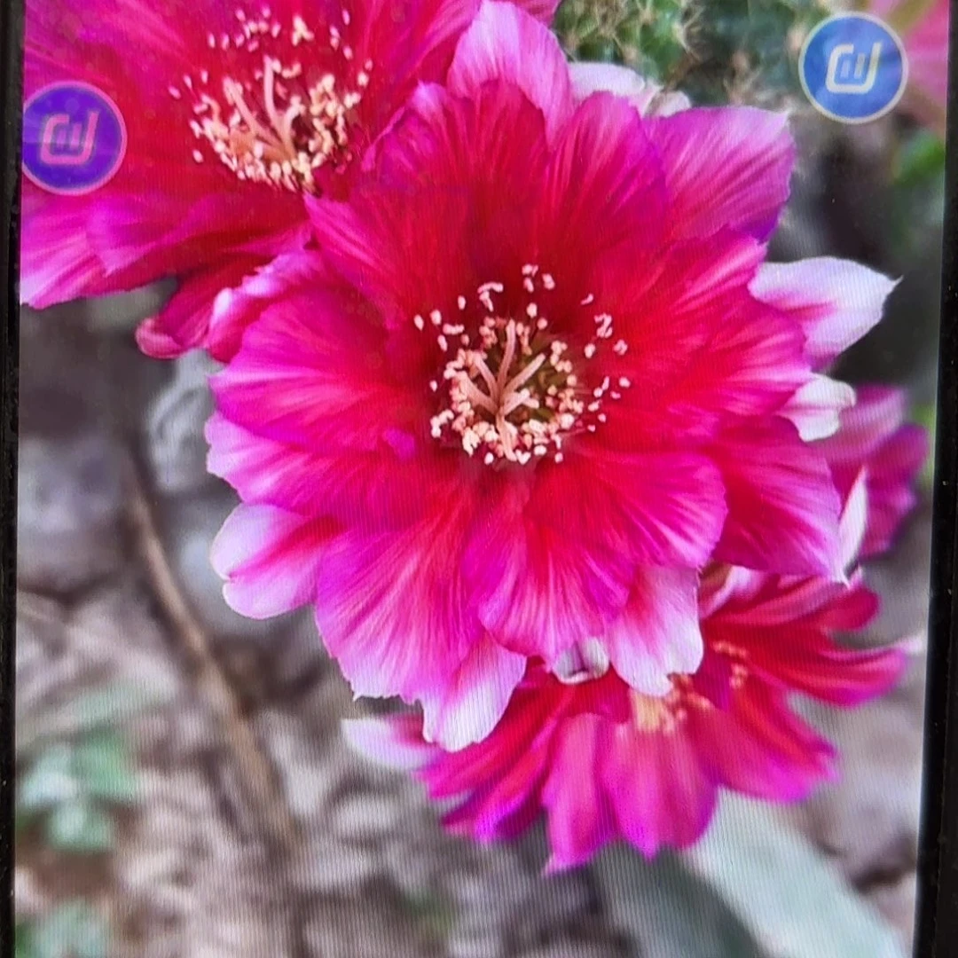 Bif丽花20包邮仙人球