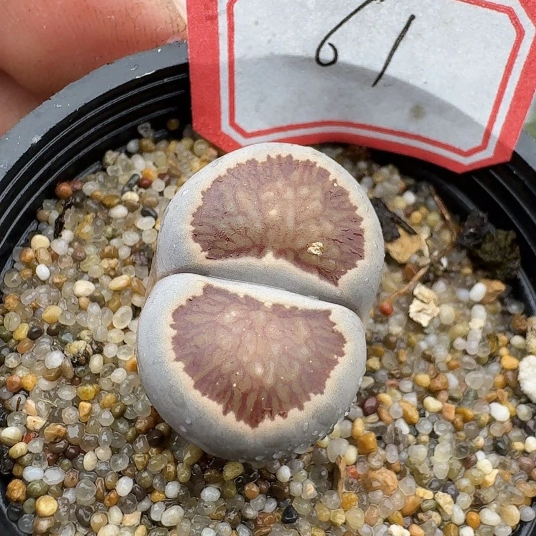 61多肉哈哈哈哈哈哈哈