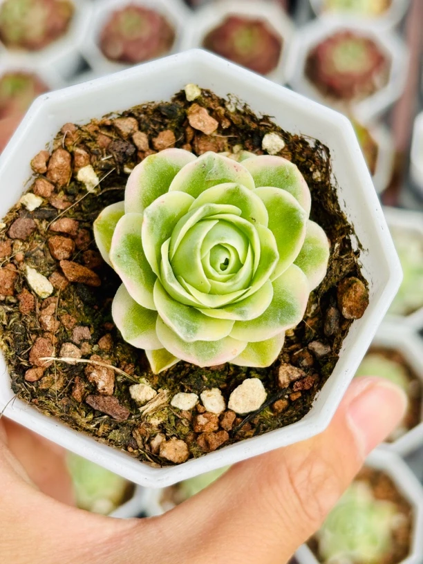 山地玫瑰锦多肉植物皮实好养的多肉植物盆栽