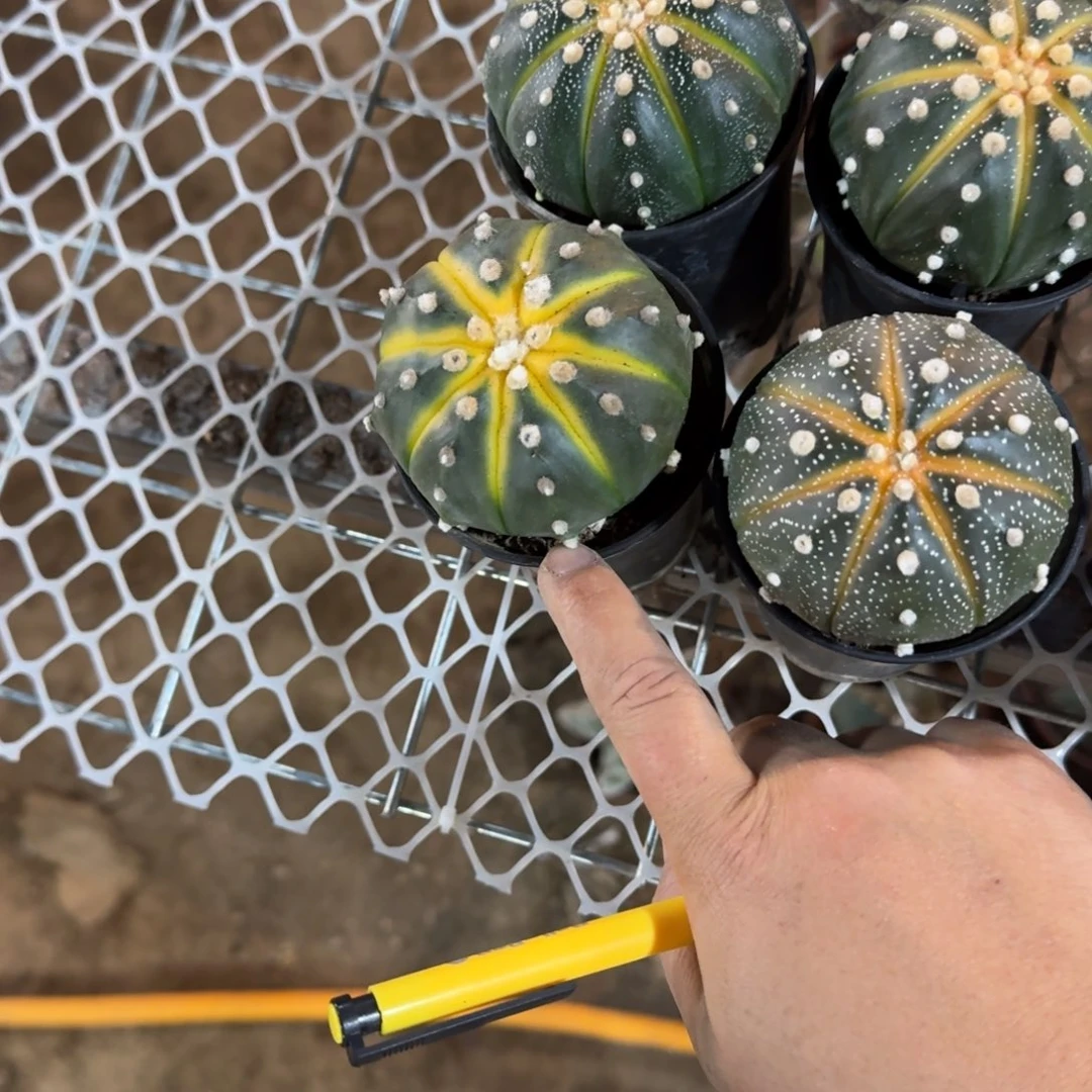 秦***可口可乐可口可乐