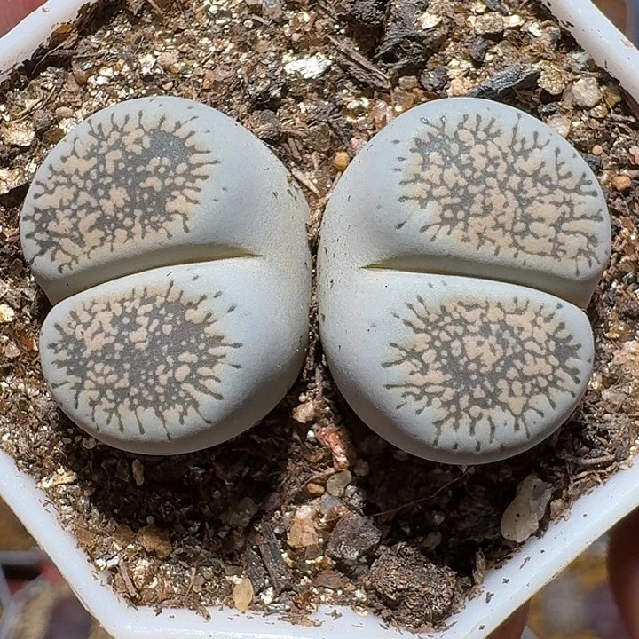 生石花111222。      269