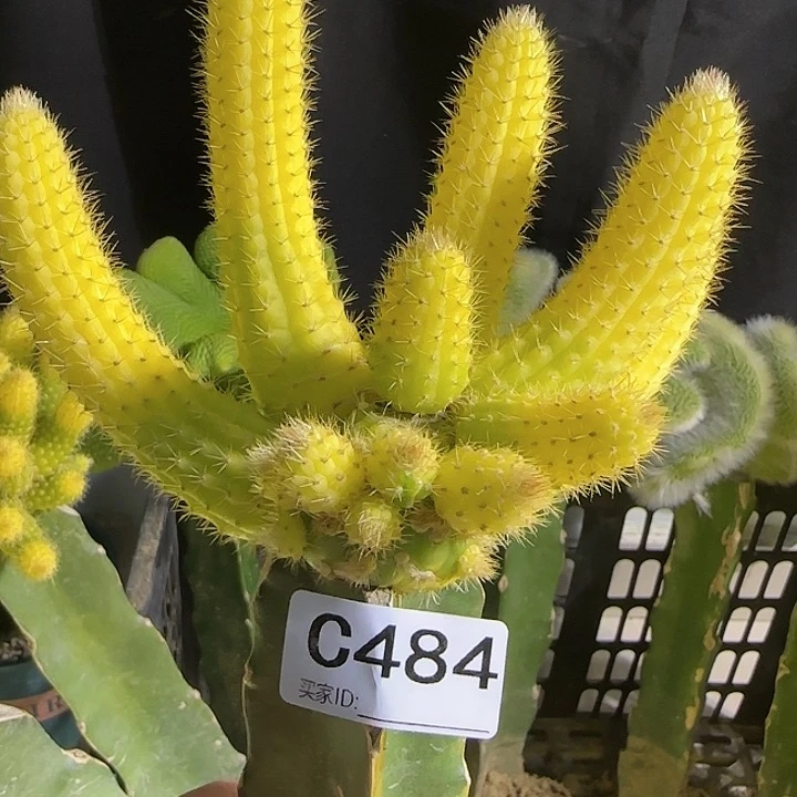 夕嫁接彩舞柱锦484