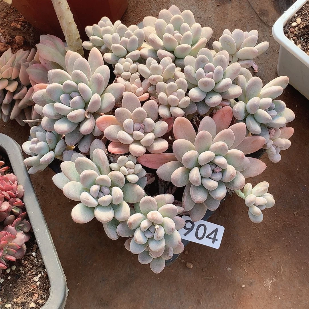 904香玉 一物一拍多肉