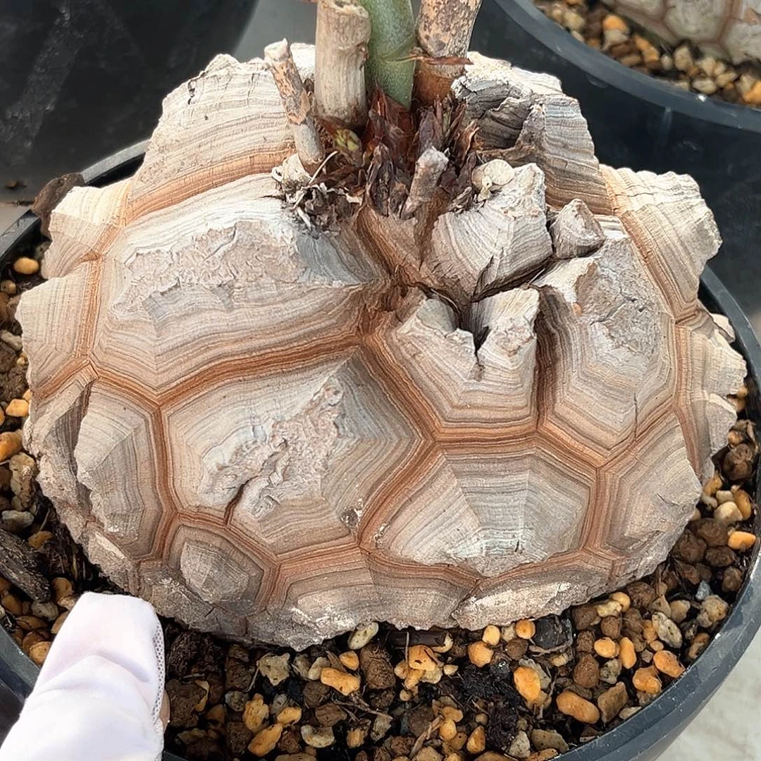 潮流植物白皮大家南非龟，13.6公分