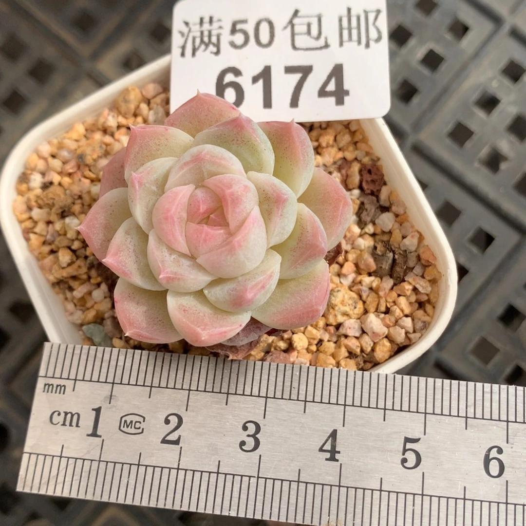 6174白桃汽水冠服4