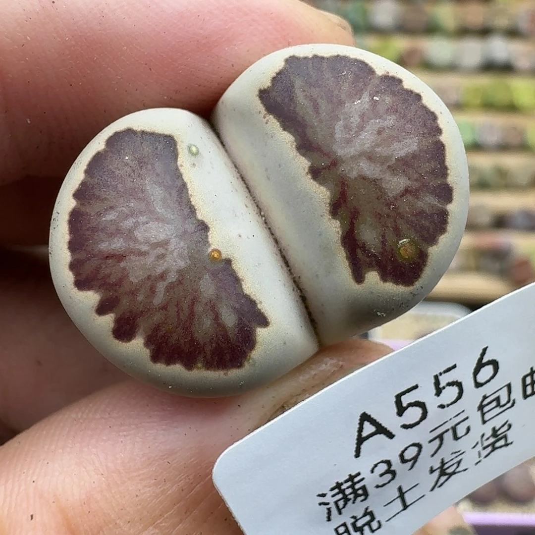 556多肉哈哈哈哈哈哈