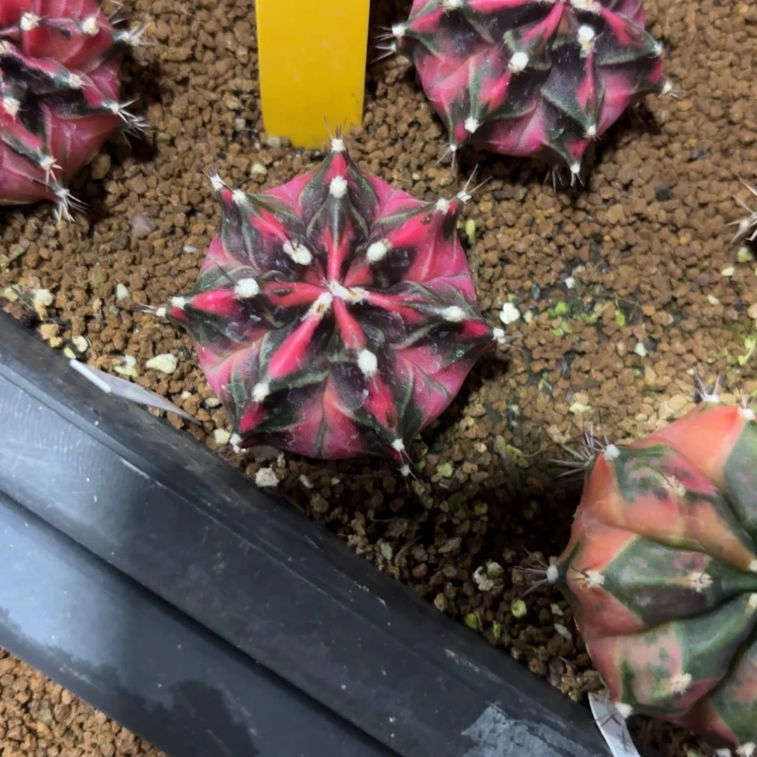 152-1227泰国发货多肉