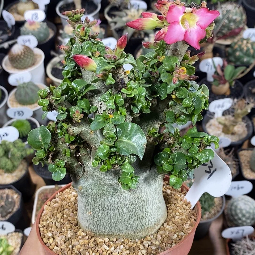 实生哥斯拉沙漠玫瑰231号   7cm