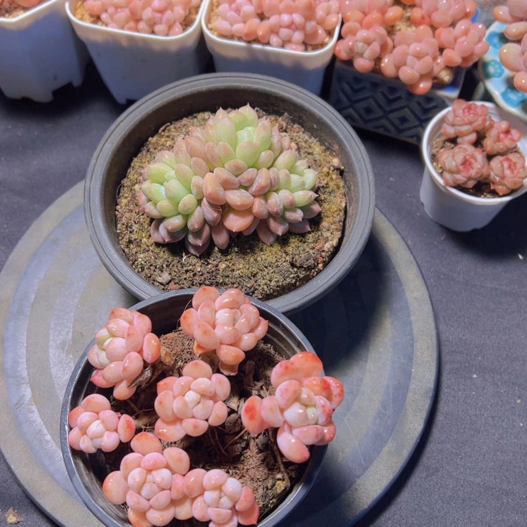 靡***?多肉植物，多肉植物，