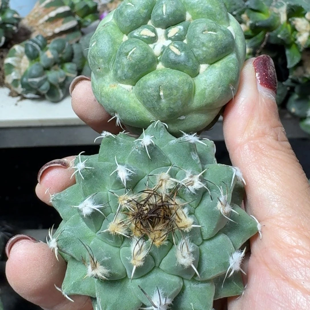 【闪购商品】无花朵福利无刺象牙➕赤花娇丽