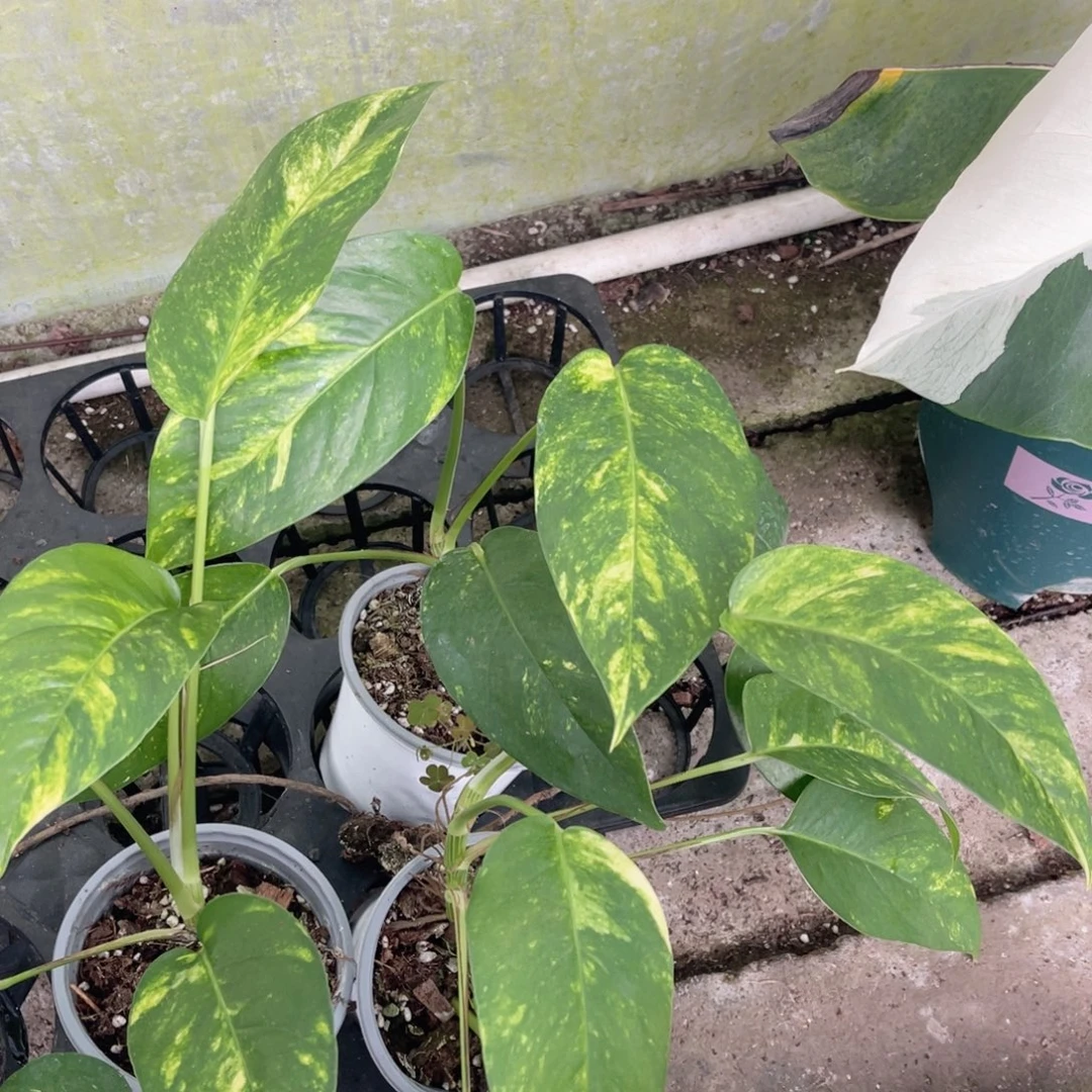 完全开放火焰麒麟尾