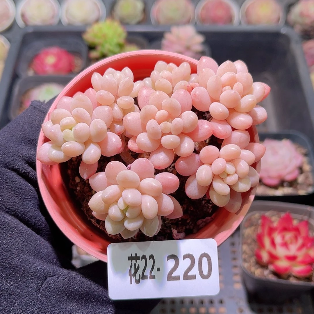 花利美22-220洛可可