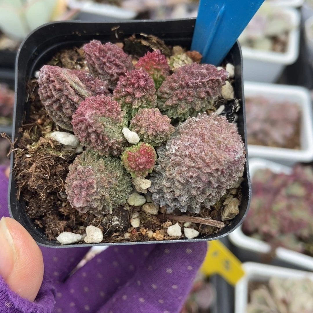 955朱子玉多肉植物多肉