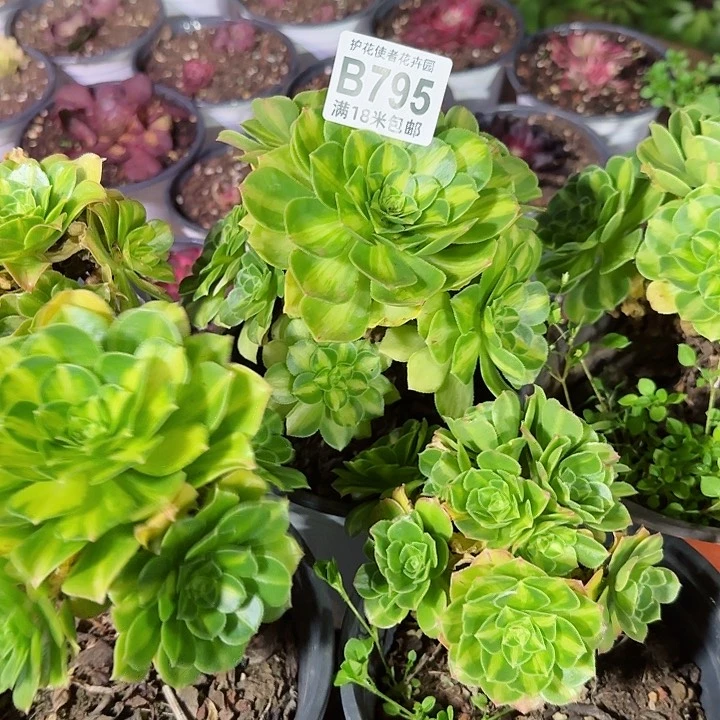多肉 翡翠琉璃多肉法师植物