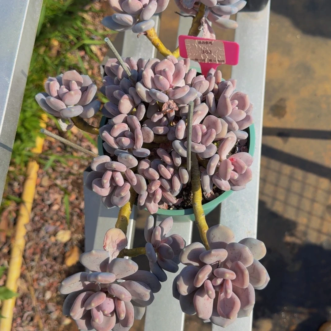 363三日月美人肉肉肉肉