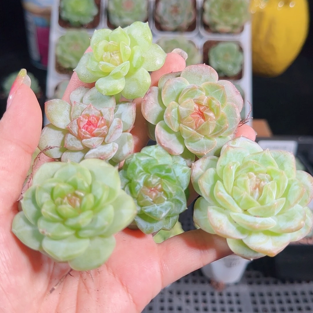 0927-164糖心优选不包整