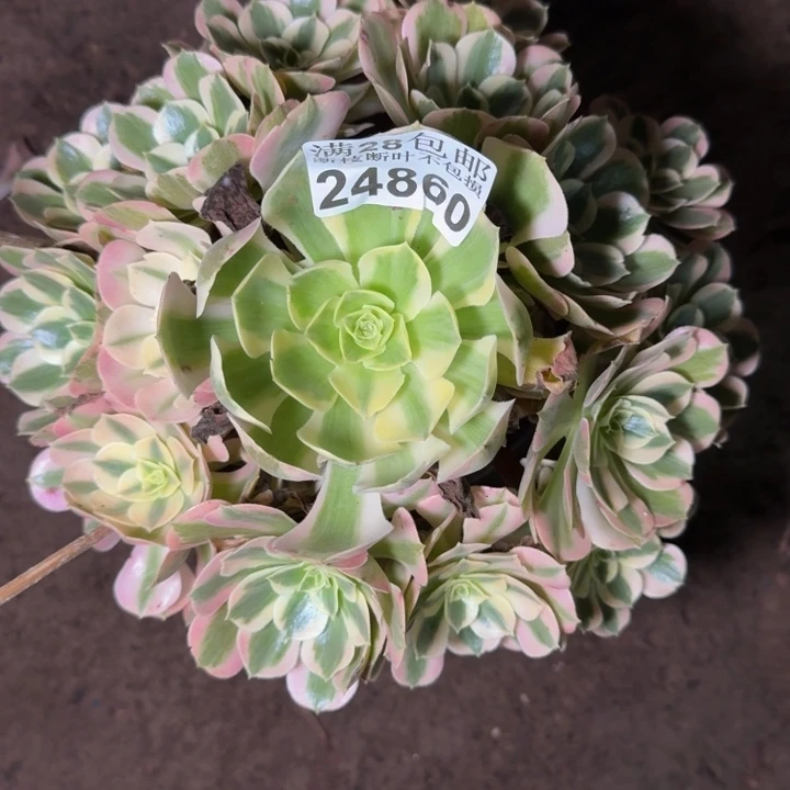 24860南女郎多肉植物