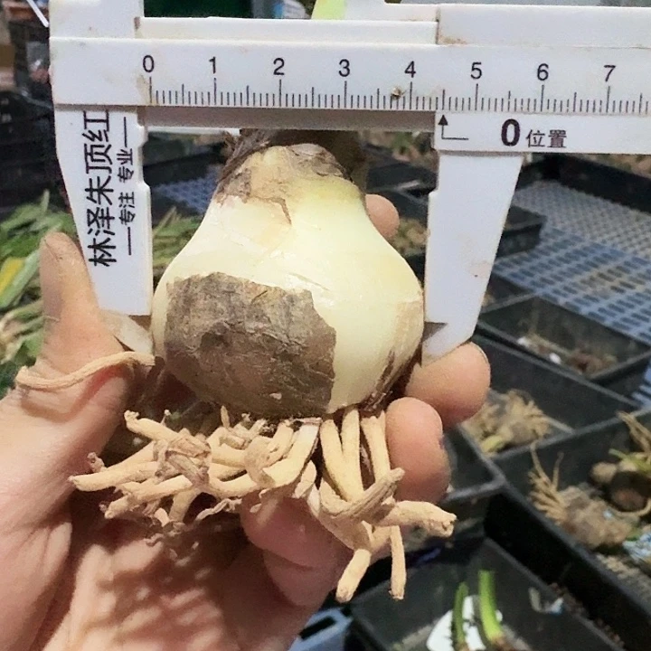另类女孩朱顶红一棵4.5
