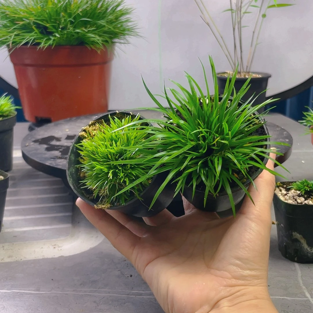 达****翁菖蒲黄金极姬 金钱组合