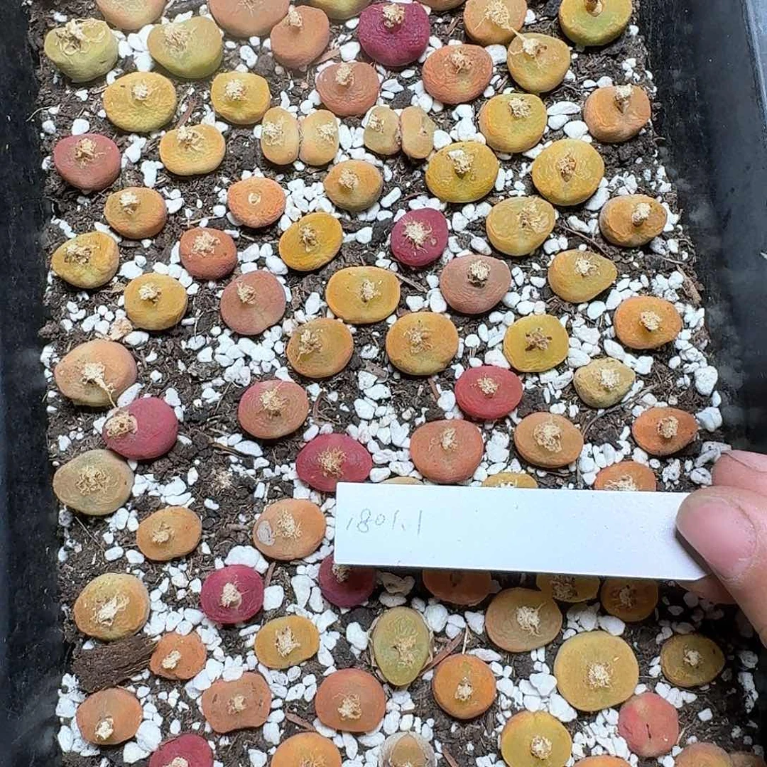 1颗一组量拍多肉植物哇v