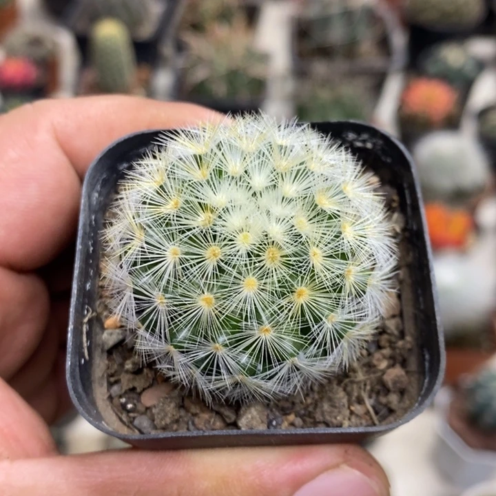 实生嘉文丸特价福利