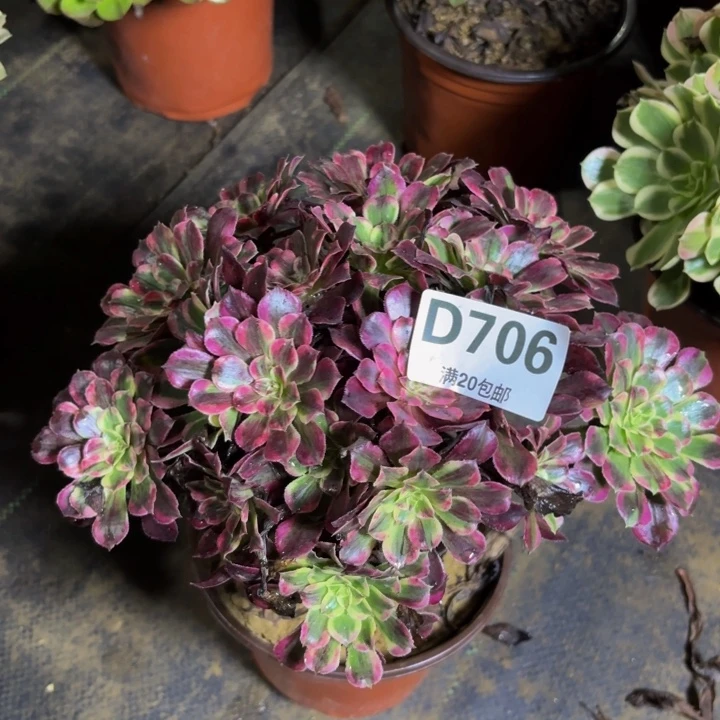 瑞妈多肉园艺706同花顺