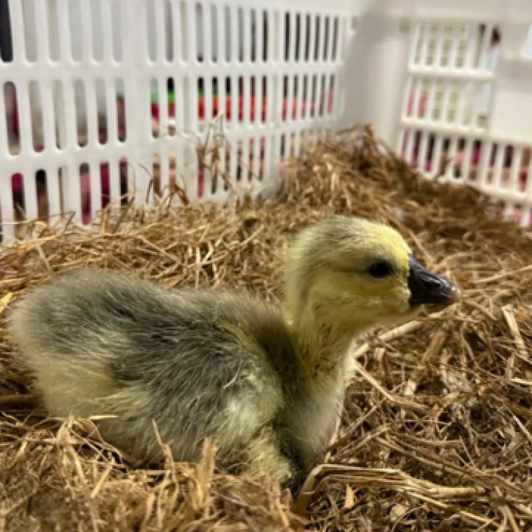 澄海狮头灰宠物出壳苗包活到家