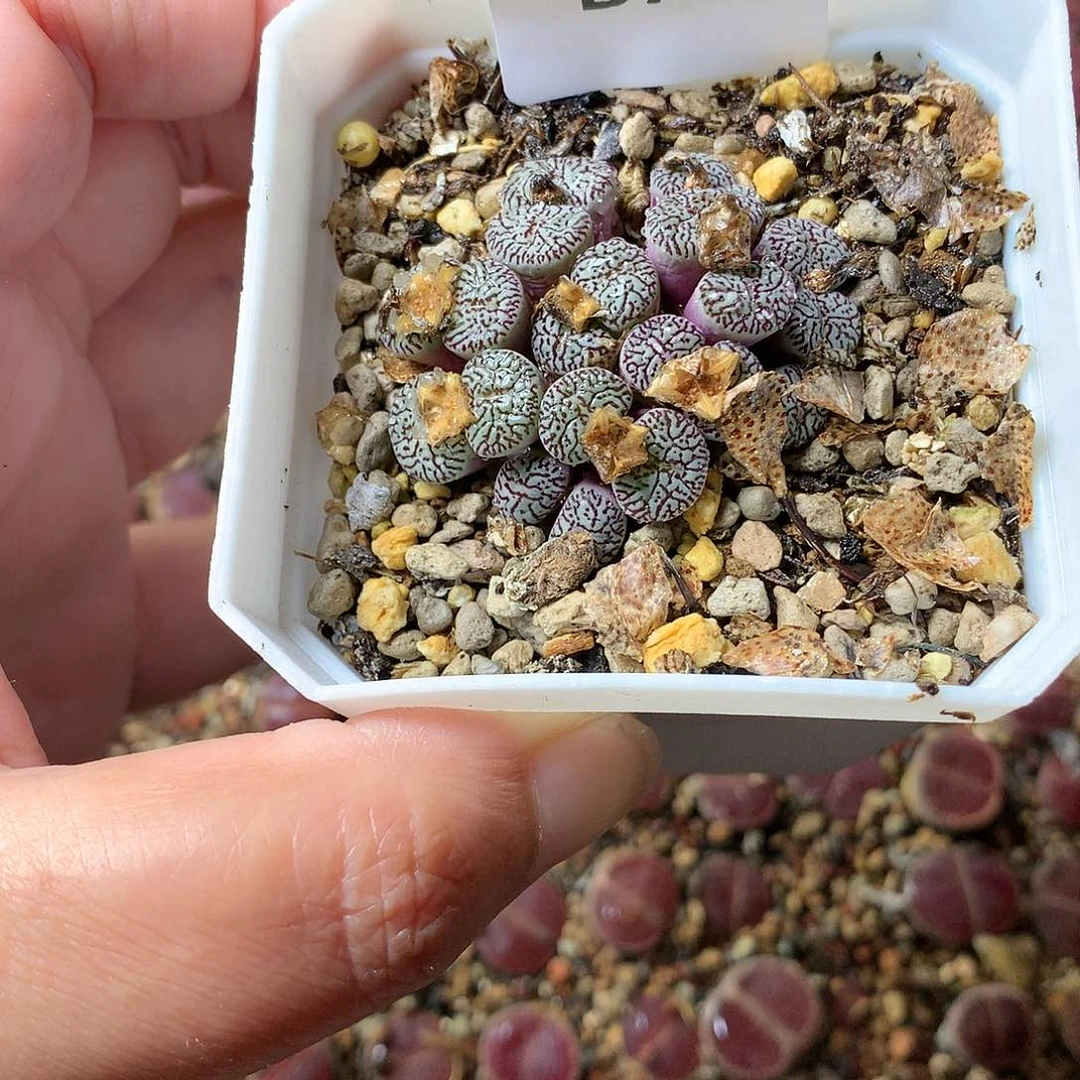 g*fB76多肉植物保护