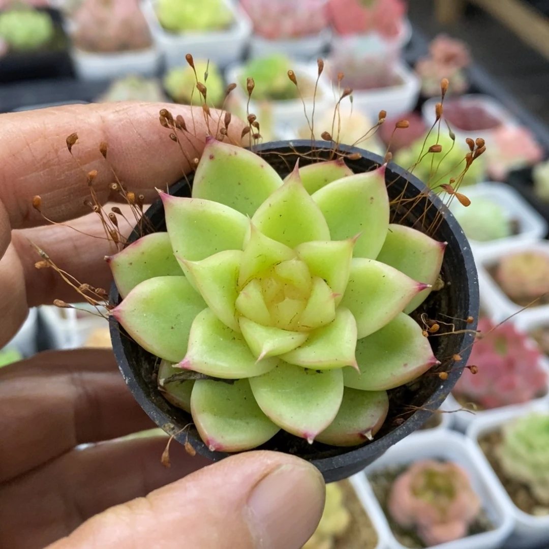精品多肉一物一拍不包整250