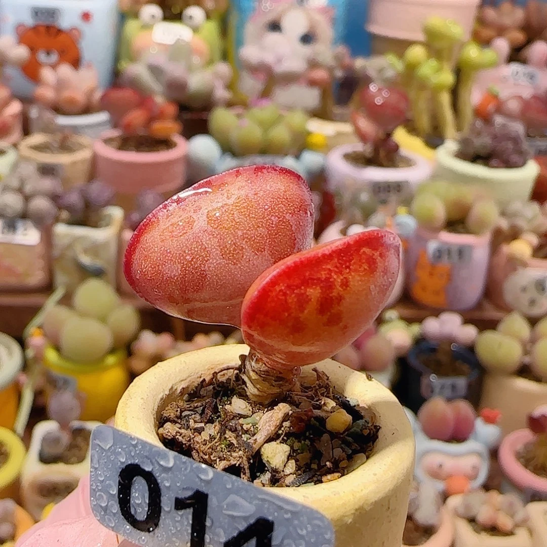 T爱心水泡盆口2cm