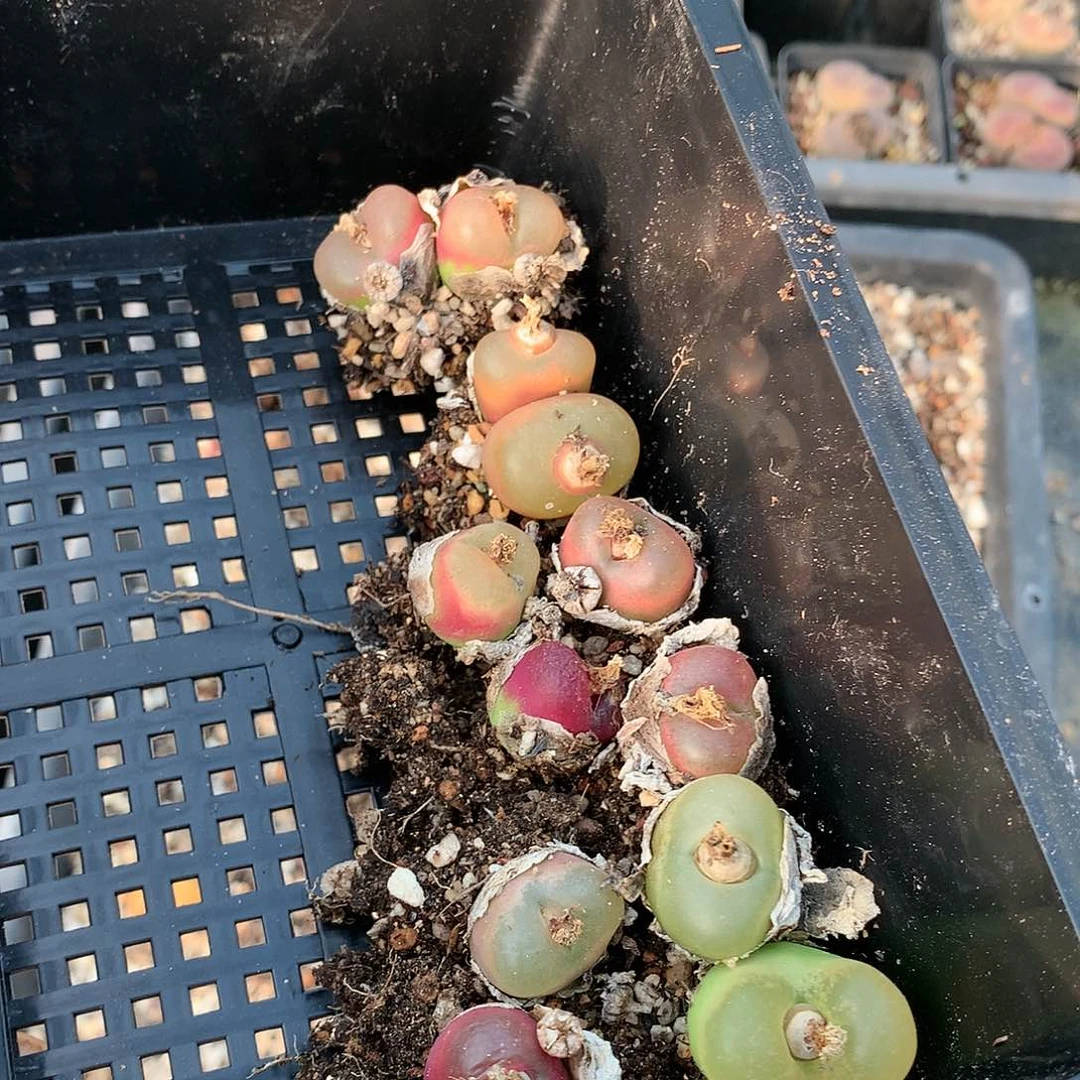 吴*蝎C148多肉植物保护