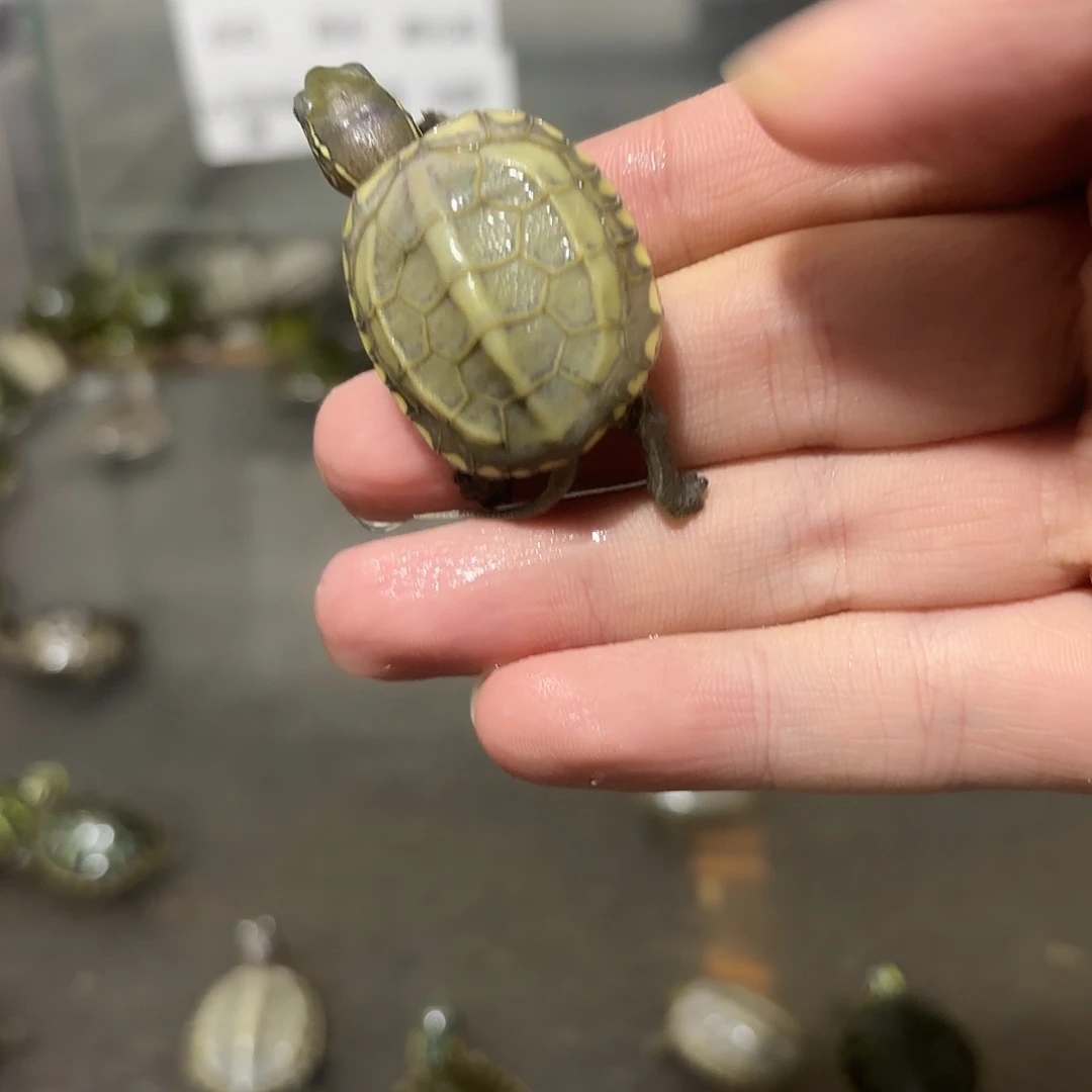 绿毛龟母黄化草123456