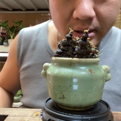 红陶李*一物一拍所见即所得80