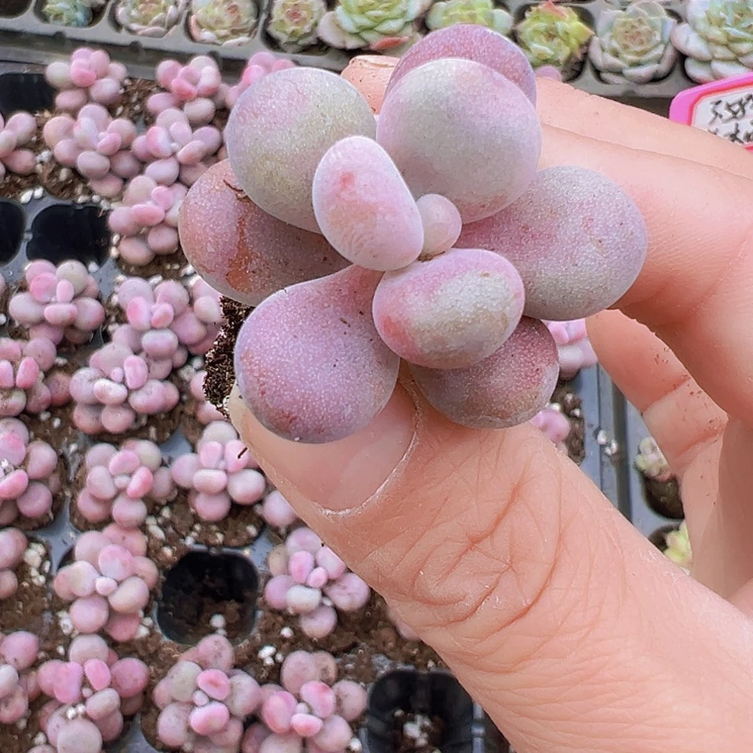 穴盘糖果桃蛋单头7颗19包邮