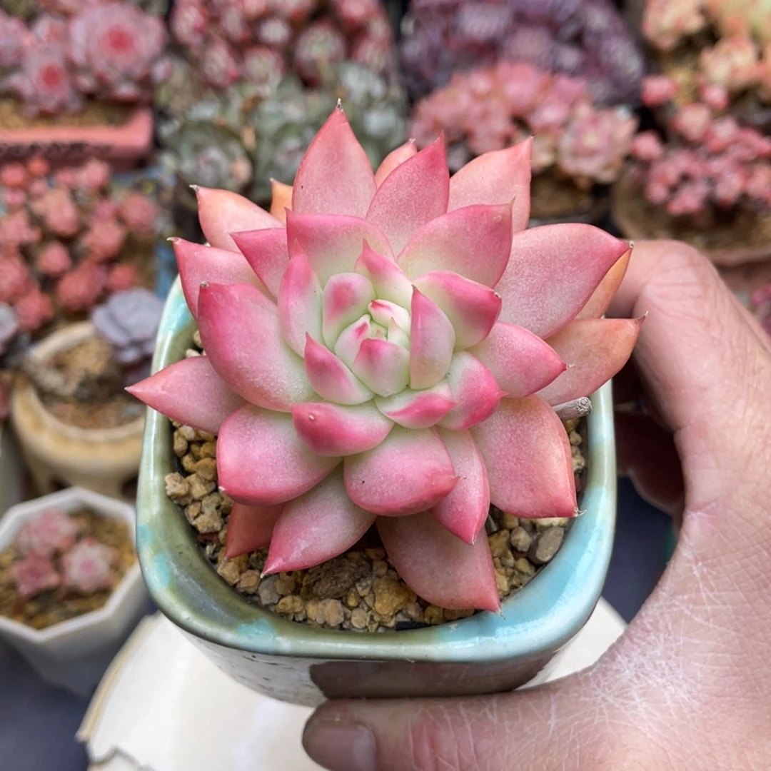 老桩锦带盆发货单头