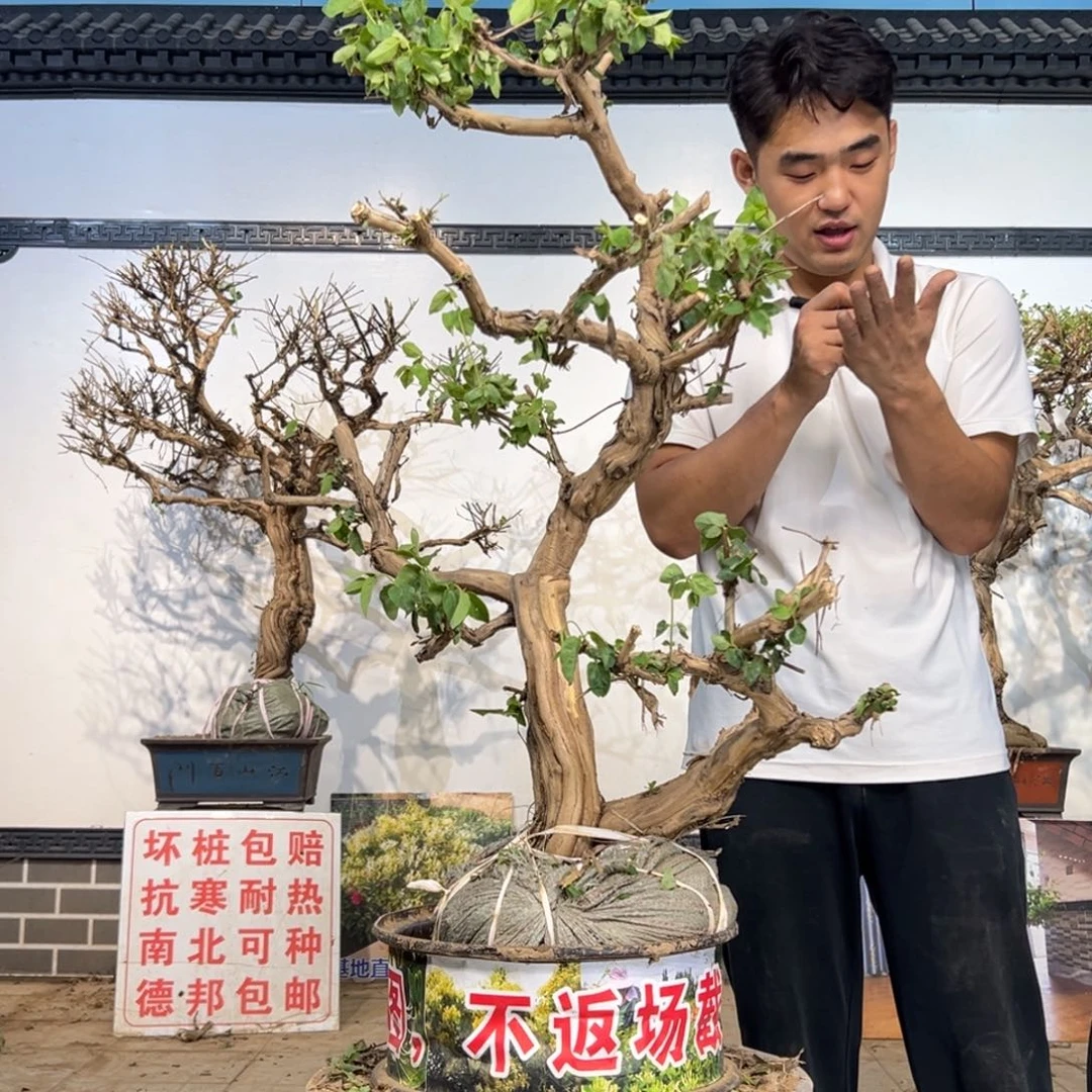 好***林无花朵金银花开花2541331155