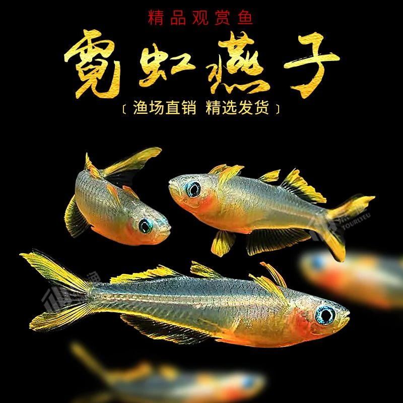 霓虹燕子鱼进口小型淡水热带观赏鱼水草缸上层灯鱼群游新郎官活体
