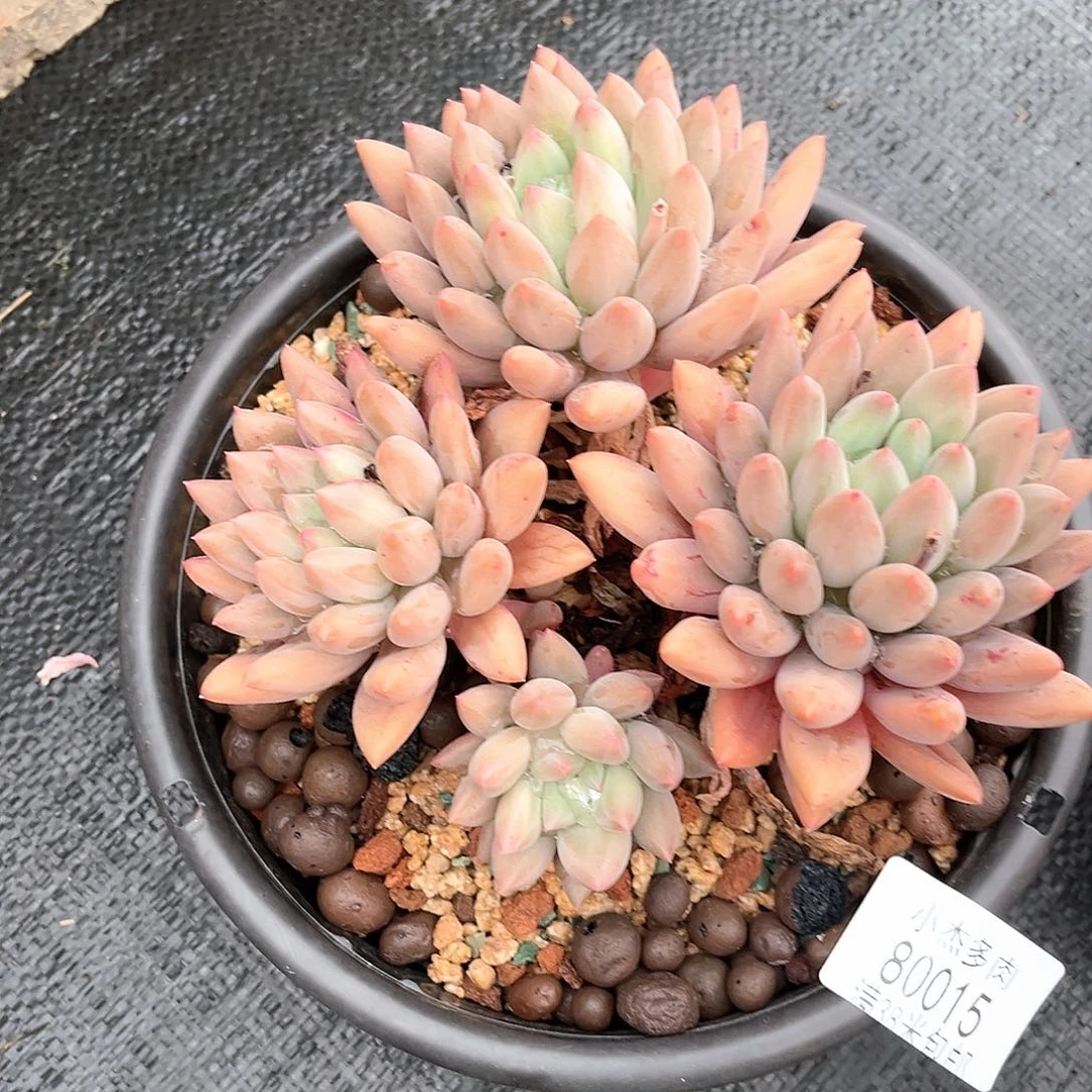 小杰家红蜻蜓80015