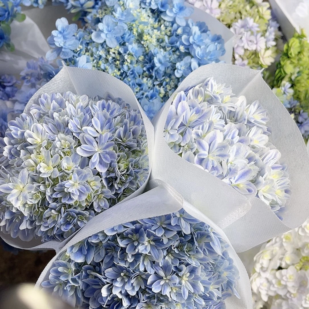 z***a完全开放稀有绣球花19三枝