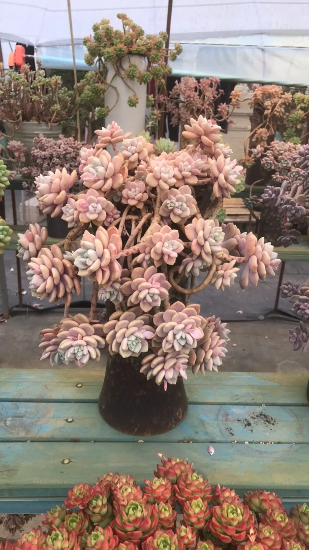 整装无砍老桩克洛伊带盆