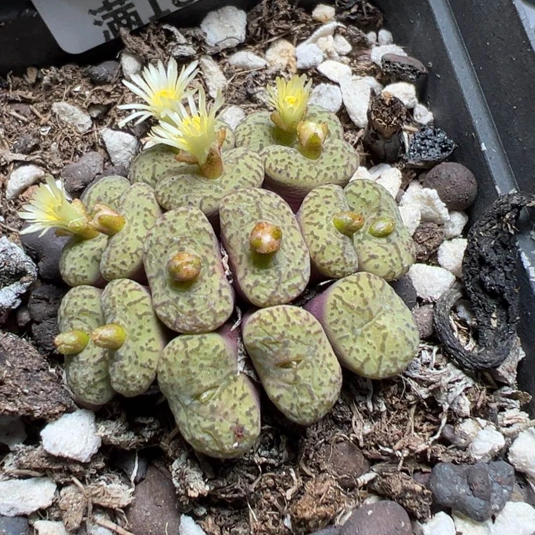 【闪购商品】 155。